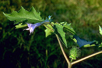 Flower and seed pod of Datura stramonium